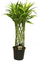 Драцена Сандериана Голд