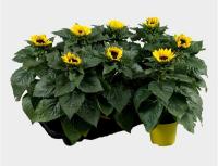 Гелиантус (Подсолнух) 