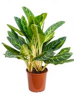 Аглаонема Кей Лайм