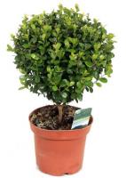 Мирсина африканская