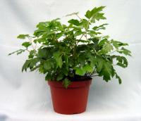 Циссус микс