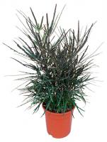 Дизиготека Элегантиссима (Шеффлера изяшнейшая)