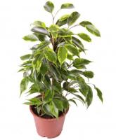 Фикус Бенджамина Анастасия