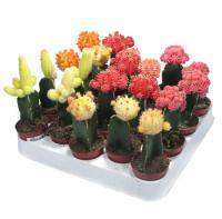 Кактус Гимнокалициум