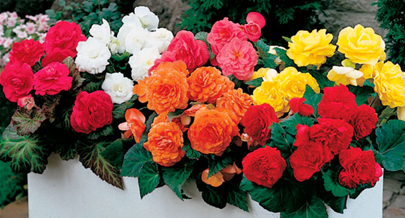 Готовимся к весне: какие растения покупать в конце зимы?