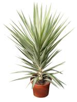 Юкка Джевел