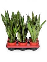 Сансевиерия Зейланика (Щучий хвост)