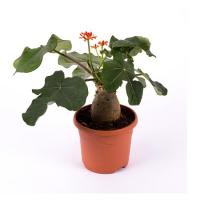 Ятрофа Подагрика