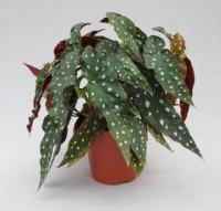 Бегония рекс Макулата (Пятнистая бегония)