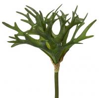 Платицериум ветка