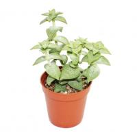 Крассула перфората