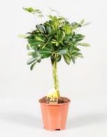 Шеффлера Голд Капелла переплетенная