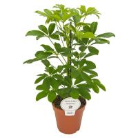 Шеффлера Нора