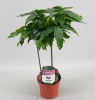 Каштан комнатный (Кастаноспермум)