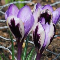 КРОКУС CROCUS SPRING BEAUTY 15шт