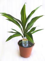 Кордилина Киви