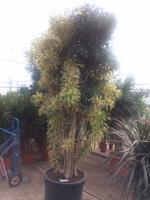 Драцена рефлекса Сонг оф Индия разветвленная