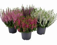 Каллуна микс (Вереск)