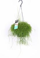 Рипсалис микс в подвесном кашпо