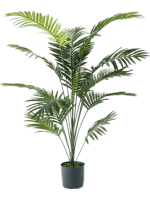 Пальма Парадис в кашпо 