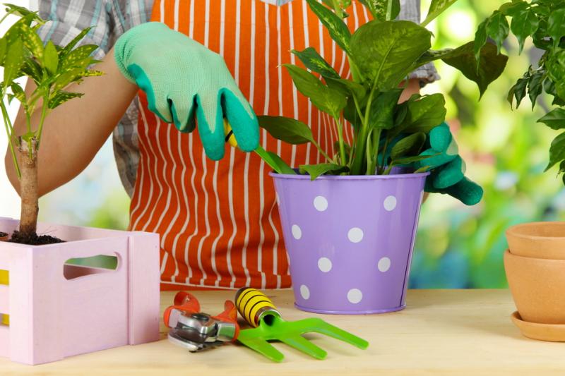 Уход за комнатными растениями в декабре