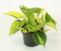 Филодендрон Сканденс Бразил