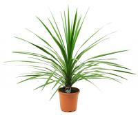 Кордилина Пеко