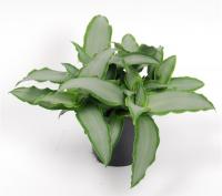 Мурданния Лориформис Бридж Стар