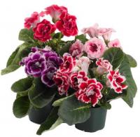 Глоксиния махровая (Синнингия)