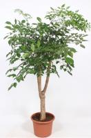 Гетеропанакс