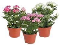 Бовардия микс