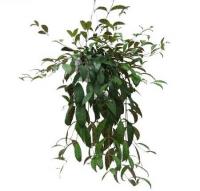 Эсхинантус мраморный