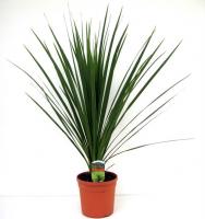 Кордилина неразделенная