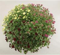 Хризантема шаровидная карнавал