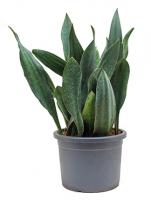 Сансевиерия gongo big leaf