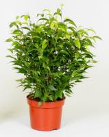 Фикус Бенджамина Наташа