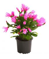 Шлюмбергера (Зигокактус, Декабрист)