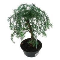 Араукария Бонсай