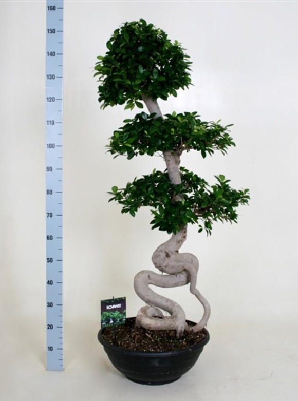 Пересадка от 151 до 180 см