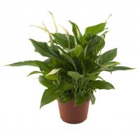 Спатифиллум