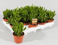 Крассула Хорн Три