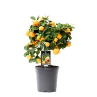 Цитрофортунелла Каламондин