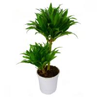 Драцена фрагранс Компакта (2 ствола)