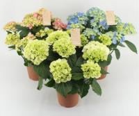 Гортензия Микс (Гидрангея)