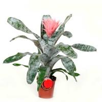 Эхмея Фасциата Примера