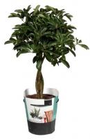 Шеффлера Компакта переплетенная