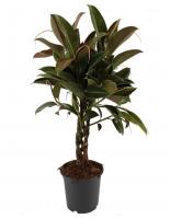 Фикус Эластика Мелани переплетенный