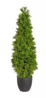 Кипарис в кашпо