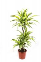 Драцена фрагранс Лемон Лайм (3 ствола)