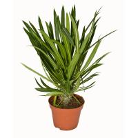 Пахиподиум